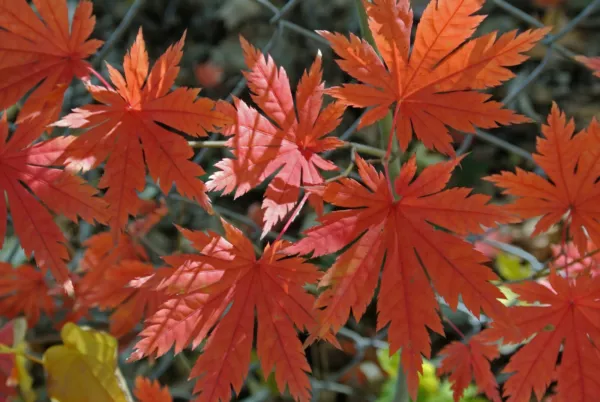 US Seller Korean Maple Acer Pseudo Sieboldianum 25 Seeds Fast Shipping - $11.00