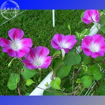 Split Personality Ipomoea Purpurea Morning Glory 50 E4001 - £6.40 GBP