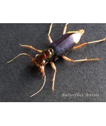 Silver Gold Chrysina Batesi Real Jewel Beetle Framed Entomology Shadowbox - $81.02 CAD