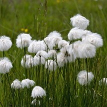 Eriophorum Tussock Cotton Grass 50 Ornamental Grass Seeds Fresh Seeds USA - $12.06