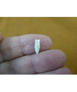 s969-11 Rare 3/8&quot; Modern Kitefin black or seal SHARK sharks lower tooth ... - $16.67 CAD