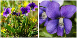 Wild Violets live plants 20+ with roots ready to plant - £35.96 GBP