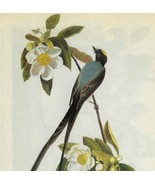 Fork Tail Flycatcher Bird 1946 Color Plate Print John James Audubon Natu... - €34,45 EUR