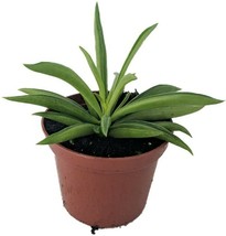 2.5&quot; Pot Peperomia Ferreyrae Happy Green Bean Peperomia Easy to Grow Houseplant  - £40.67 GBP