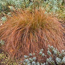 USA SELLER Carex Testacea Prairie Fire 10 Seeds Free Shipping - $19.20