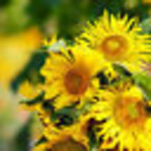 25 Seeds. Sunflower Dwarf Yellow Pygmy 18” Tall Safe For Bees Non-GMO - £9.59 GBP