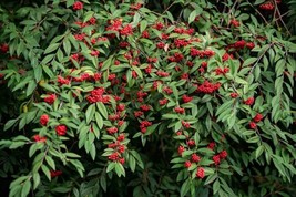 Fresh 50 Red Elderberry Seeds To Plant Sambucus Racemosa Ship From Usa - $16.18