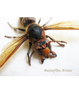Real Japanese Giant Hornet Vespa Mandarinia Framed Entomology Shadowbox - $178.99