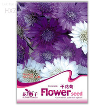 Xeranthemum Annuum Flower 30 Suitable For Dried Flowers Garden Beautiful - £4.67 GBP