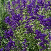 100 Seeds &quot;Blue Monday&quot; Clary Sage / Blue Monday Salvia Flower Seeds - £11.57 GBP