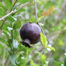 FROM US Tropical Live Fruit Tree 12&quot;-24&quot; Punica granatum (Black Pomegranate)TP15 - £45.08 GBP