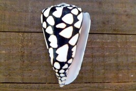 Marbled cone snail shell 3&quot; x 1.5&quot; beach ocean nautical wedding decor na... - $224.19 MXN