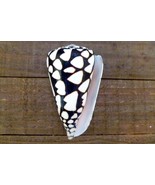 Marbled cone snail shell 3&quot; x 1.5&quot; beach ocean nautical wedding decor na... - $12.00