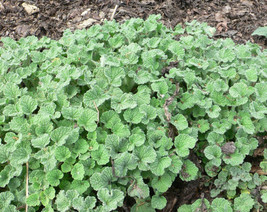 100 Seeds White Horehound Quick Grow Heirloom Seeds Instant Beauty - £6.66 GBP