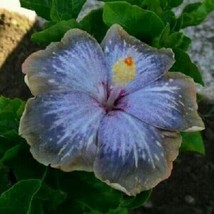 Grow In US 20 Blue Silver Gray Hibiscus Seeds Flowers Flower Seed Perennial - £8.85 GBP