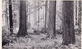 Humboldt Redwoods State Park Weott California CA Postcard E06 - £4.77 GBP