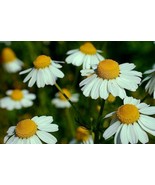 1/4 Oz Chamomile Seed German Chamomile Bulk Seed Best For Tea 8700Ct Fas... - $20.50