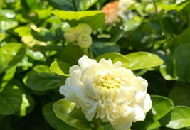 USA SELLER 100Pcs Jasmine Seeds Grand Duke Of Tuscany White Fragrant Double Flow - £13.92 GBP