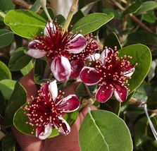 PATBO Pineapple Guava Feijoa Sellowiana - Well Rooted STARTER Plant - £21.47 GBP