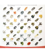 2002 International Paper Poster Life Of A Forest Tree Leaf Identificatio... - $24.99