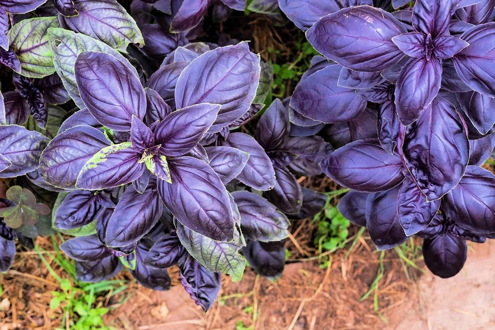 200+ Purple Basil Herb Seeds Great for Making Pesto - £9.31 GBP