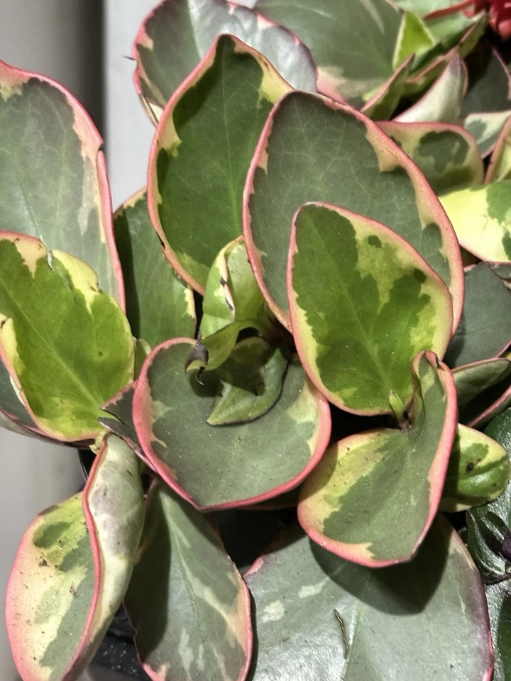 Succulent Peperomia Clusiifolia TRICOLOR Plant 1 Live 3-5" Rooted Houseplant Red - $34.00
