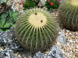 Echinocactus Grusonii golden barrel  cacti rare cactus seed 20 SEEDS - $167.21 MXN