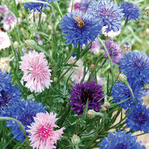 50 Bachelor Button Cornflower Mixed Seeds Pack NON-GMO Heirloom Fresh Seeds - $4.50