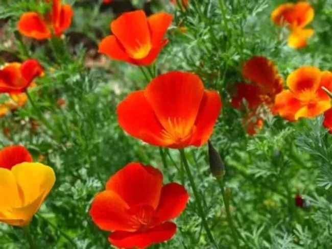 Mikado California Poppy Heirloom Seeds Cool Weather Seeds 1500 Seeds Fresh Garde - £22.36 GBP