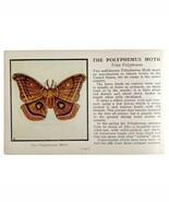 The Polyphemus Moth 1934 Butterflies Of America Antique Insect Art PCBG14C - $27.34 CAD