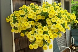 Mini Calibrchoa Million Bells Annual Flower, 100 Seeds D - $12.35