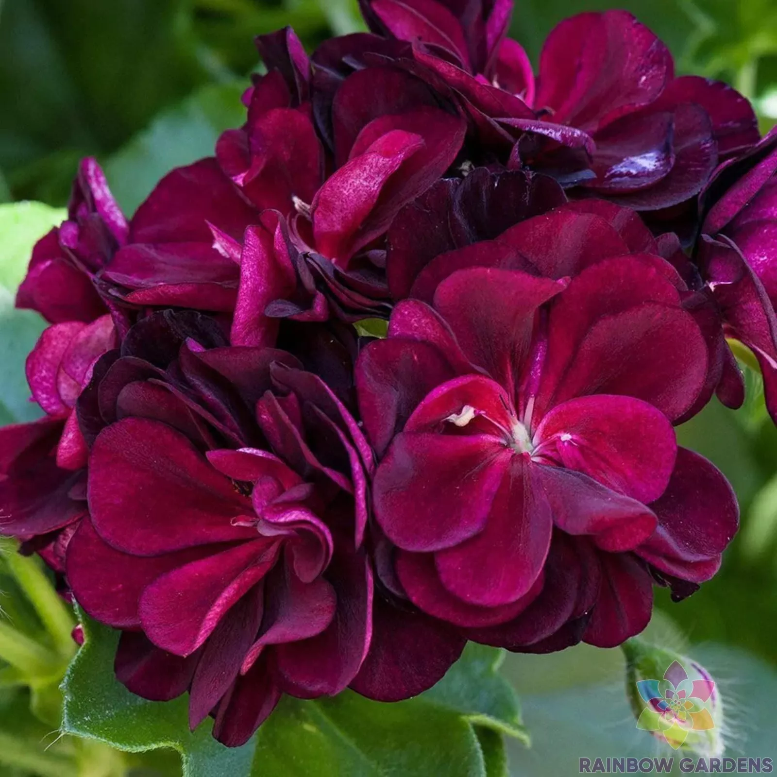 LWS Precision Dark Burgundy Ivy Leaf Geranium Garden 25 Seeds Fast Shipping - $11.00