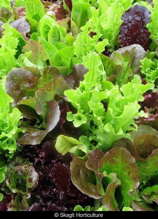 GOURMET SALAD BLEND LEAF LETTUCE 800 SEEDS FRESH FOR GARDENS - $2.89