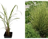 2.5&quot; Pot Gold Bar Maiden Grass Perennial - Miscanthus Plant - £22.75 GBP