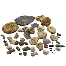 1kg Bulk Jurassic Coast 44 x Fossils Budget Mix - Dorset and Somerset - LOT - - $19.54