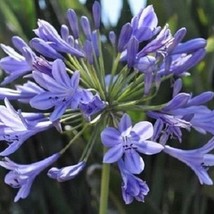 25 Blue Agapanthas African Lily   Flower Seeds Fresh Seeds USA - $23.30