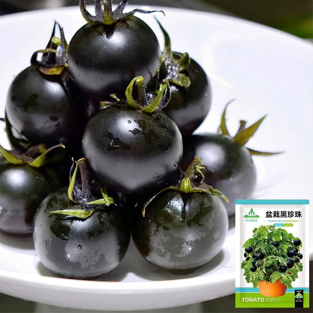 US Seller Black Gem 5 Bags (100 Seeds / Bag) of Dwarf Black Pearl Tomatoes - $13.99