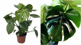 Live Plant Monstera Split Leaf Philodendron 6&quot; Pot Edible Fruit Tastes Pineapple - £68.94 GBP