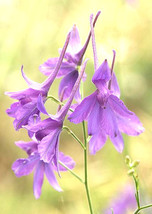 860 Seeds Larkspur Delphinium Consolida Flower New Fast Shipping - $6.20