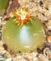 100 Seeds Conophytum Hammeri Exotic Cone Cactus Rare Living Stones Mesem... - $33.98