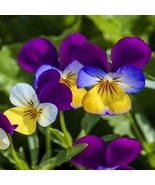 KKG 500 Johnny Jump Up Seeds Viola Flower Seeds Easy Grow - $10.03