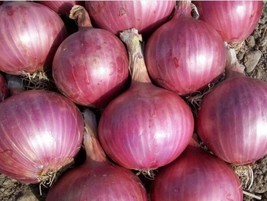 Red Burgundy Onion Seeds 200 Vegetable Garden Heirloom Non Gmo  - £8.56 GBP