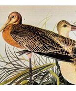 Marbled Godwit Bird 1946 Color Art Print John James Audubon Nature DWV2K - $545.74 MXN