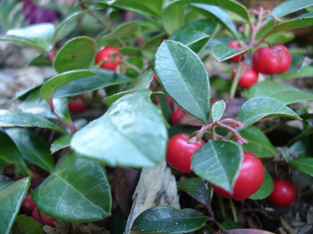 Gaultheria Procumbens Teaberry Edible Fruit Shrub Seeds - Seeds & Bulbs