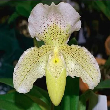 From US 100 pcs Paphiopedilum Orchid Seeds Orchid Bonsai Plants High Ger... - $9.18