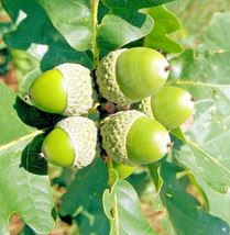 Grow in US 10 Oregon White Oak Tree Seeds (Quercus Garryana)  Acorns - $15.51