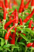 Ria Hoki 20 Bird&#39;S Eye Chili Pepper Seeds Usa - £5.76 GBP
