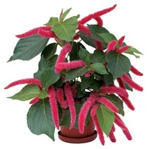 HT 15 Seeds Chenille Bottle Brush House Flowers Garden Seeds - $14.12