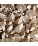 Sweet Corn Gent Country Gentlemen Vegetable Garden Seeds - Natural Pack ... - €3,46 EUR