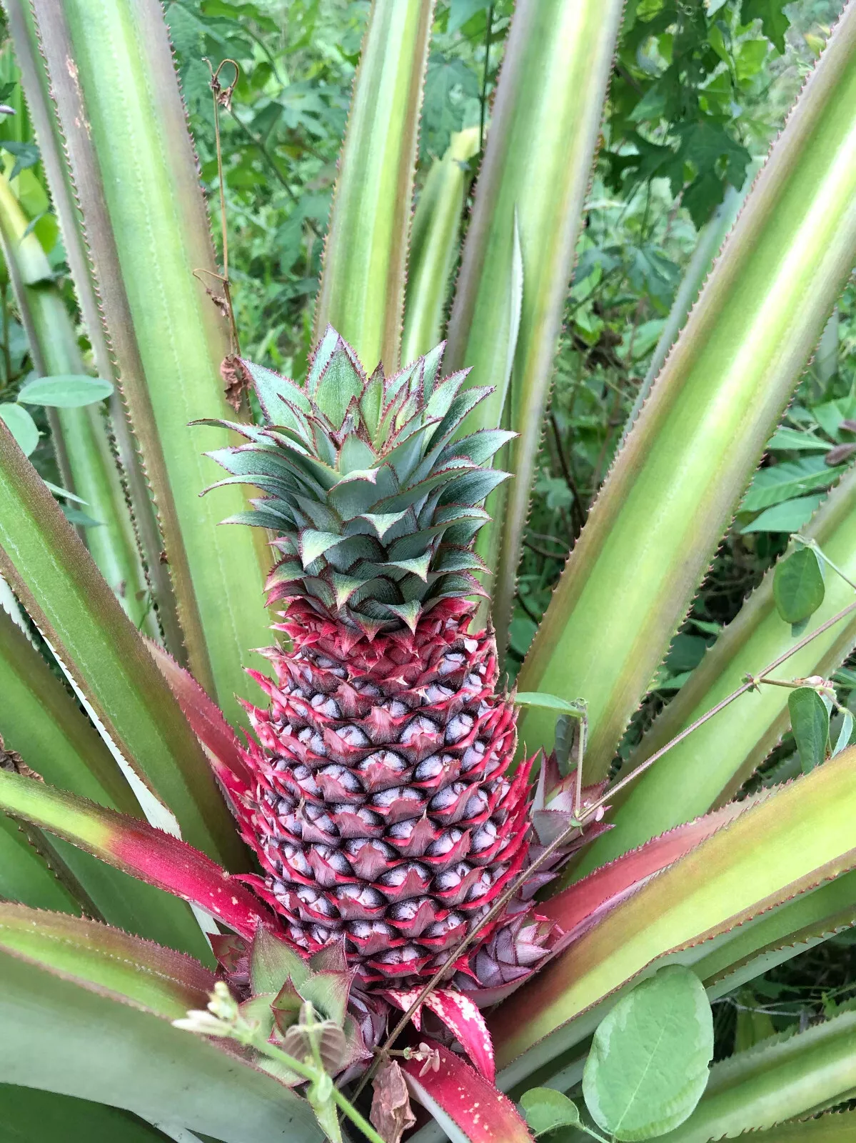 15 Red Spanish Pineapple Seeds For Garden Planting USA Seller - £7.97 GBP